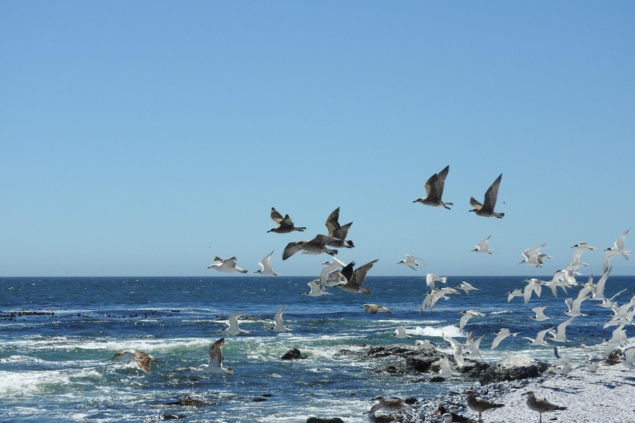 0 Bedroom Property for Sale in Shelley Point Western Cape